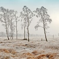 Buy canvas prints of Frozen Common by David Mather