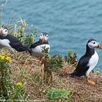 Buy canvas prints of Puffins on Skomer  by David Mather