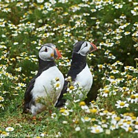 Buy canvas prints of Puffins amongst the Daisies by David Mather