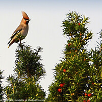 Buy canvas prints of Waxwing and Proud by David Mather