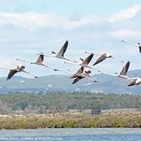 Buy canvas prints of Flamingo fly-by by David Mather