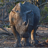 Buy canvas prints of White Rhino in Kruger National Park by David Mather