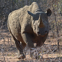 Buy canvas prints of Rare sighting of Black Rhino in Kruger National Park by David Mather
