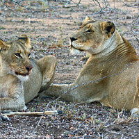 Buy canvas prints of Mealtime over for the lioness and her daughter in the Kruger National Park by David Mather
