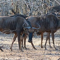 Buy canvas prints of Wildebeest in the Kruger National Park by David Mather