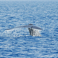 Buy canvas prints of Blue Whale diving by David Mather
