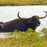 Buy canvas prints of Beware the Water Buffalo by David Mather
