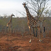 Buy canvas prints of Giraffes on look-out by David Mather