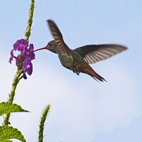 Buy canvas prints of Rufous-tailed Hummingbird, Costa Rica by David Mather