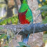 Buy canvas prints of Resplendent Quetzal, Costa Rica by David Mather