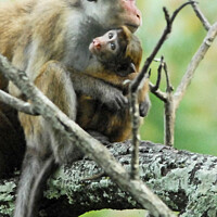 Buy canvas prints of A Toque Macaque and infant sitting on a branch, Sri Lanka by David Mather