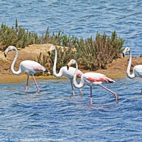 Buy canvas prints of Flamingos in the Algarve by David Mather