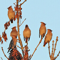 Buy canvas prints of Last light on the Waxwings by David Mather