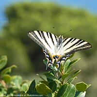 Buy canvas prints of Scarce Swallowtail butterfly by David Mather