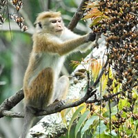 Buy canvas prints of A Toque Macaque helps itself to the plentiful supply of food in Sri Lanka by David Mather