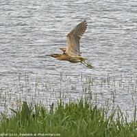 Buy canvas prints of Bittern in flight by David Mather