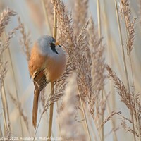 Buy canvas prints of Bearded Tit in reedbed by David Mather