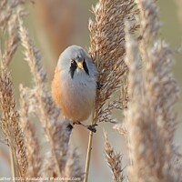 Buy canvas prints of Bearded Tit by David Mather