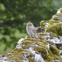 Buy canvas prints of Little Owl by David Mather