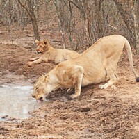 Buy canvas prints of Even lions need to drink by David Mather