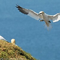 Buy canvas prints of Incoming Gannet by David Mather