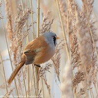 Buy canvas prints of Bearded Tit calling by David Mather