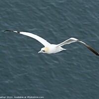 Buy canvas prints of Home-coming Gannet by David Mather