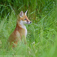 Buy canvas prints of Alert fox cub by David Mather