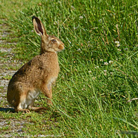 Buy canvas prints of Alert Brown Hare by David Mather