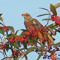 Buy canvas prints of Fieldfare feeding in autumn by David Mather