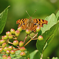Buy canvas prints of Comma butterfly soaking up the rays by David Mather