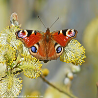 Buy canvas prints of Peacock butterfly resting by David Mather