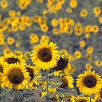 Buy canvas prints of Sunflowers by David Mather