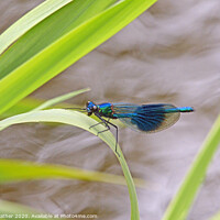 Buy canvas prints of Banded Demoiselle by David Mather