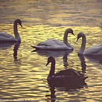 Buy canvas prints of Swans at dusk by David Mather