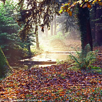 Buy canvas prints of An autumn woodland by David Mather