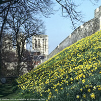 Buy canvas prints of York Minster and City Wall by David Mather