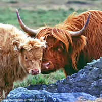 Buy canvas prints of Highland Cow and Calf by David Mather