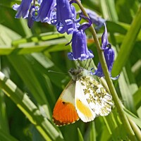 Buy canvas prints of Orange Tip butterfly nectaring on Bluebell flower by David Mather
