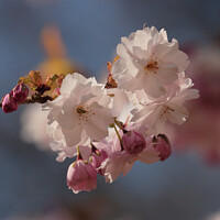 Buy canvas prints of sunlit Spring Blossom by Simon Johnson