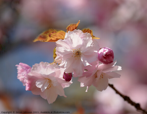 Spring Blossom Picture Board by Simon Johnson