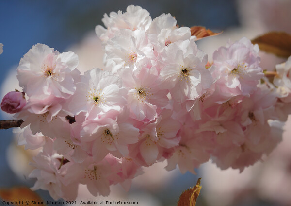 Sunlit Spring Cherry Blossom Picture Board by Simon Johnson