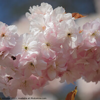 Buy canvas prints of Sunlit Spring Cherry Blossom by Simon Johnson