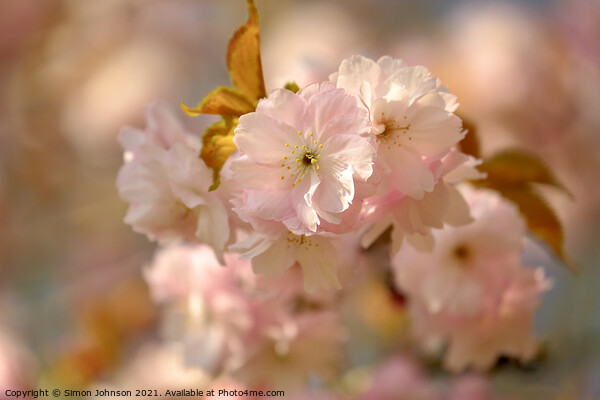 spring blossom Picture Board by Simon Johnson