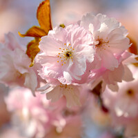Buy canvas prints of spring Blossomr by Simon Johnson