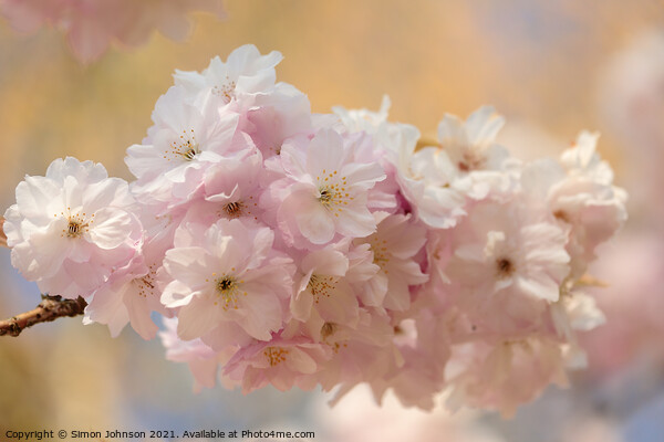 Spring Cherry Blossom  Picture Board by Simon Johnson