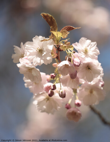Sunlit Blossom Picture Board by Simon Johnson