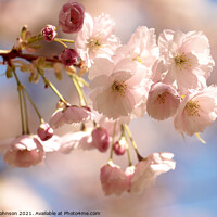 Buy canvas prints of Cherry Blossom by Simon Johnson