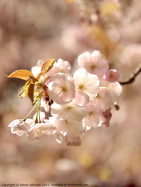 A close up sunlit spring blossom Picture Board by Simon Johnson