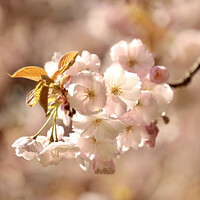 Buy canvas prints of A close up sunlit spring blossom by Simon Johnson